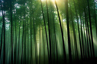 竹木办公家具—绿色低碳环保办公家具新标杆